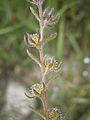 Lappula squarrosa fruits