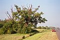 Large penduculate oak, Serbia.