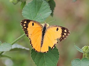 Dorsal view (male)