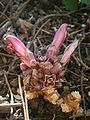 Lathraea clandestina opening