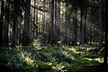 Inside the conifer forests (Black Forest, Germany)