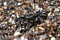 A striped shore crab scurrying around in Glass Beach