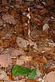 Tipularia discolor, with seed pods, Florida, February.