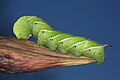 Image 5A tobacco hornworm (Manduca sexta) in Urbana. Image credit: Daniel Schwen (from Portal:Illinois/Selected picture)