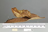 O. p. poseidon, pupa