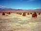 Devil's Cornfield in Death Valley National Park