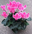 cultivated cyclamens