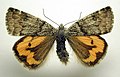Light orange underwing Archiearis notha Geometridae: Archiearinae