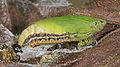 Pupa