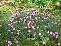 Dianthus graniticus