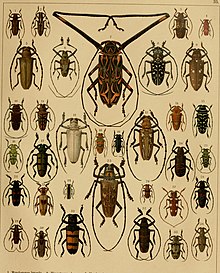 An image of Cerambycidae beatles