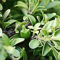 Fruit and foliage of a dwarf variety of Buxus microphylla ('Hohman's Dwarf')