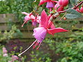 Fuchsia x hybrida，花