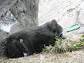 Western Lowland Gorilla (Gorilla gorilla gorilla)