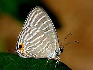 Ventral view (wet-season form)