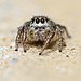 Jumping spider (9225444798)