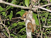 Brown lemur