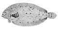 深水单臂细鲆, Monolene sessilicauda