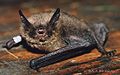 Example - Brandt's bat (Myotis brandtii)