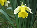 Narcissus pseudonarcissus subsp. nobilis close-up