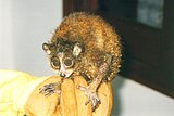 Nycticebus pygmaeus (from an animal market)