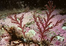 "Odonthalia dentata" found in Newfoundland