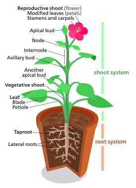 A diagram of a "typical" eudicot, the most common type of plant (three-fifths of all plant species).[180] However, no plant actually looks exactly like this.