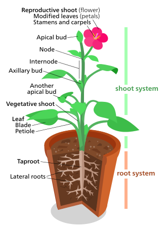 A diagram representing a "typical" eudicot.