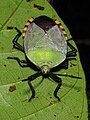 A large green shield bug with black and yellow marginal markings.