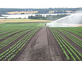 Lettuce cultivation in Stokke municipality, near Ytre Raet