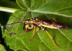 一只雌性叶蜂正在捕食一只小甲虫
