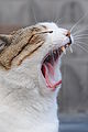 Yawning cat