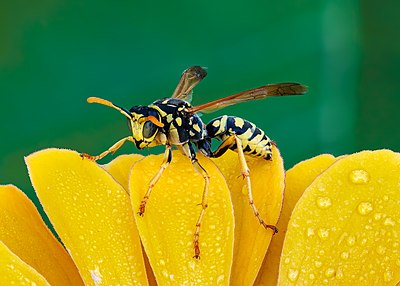 Polistes gallicus