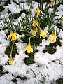 Narcissus pseudonarcissus subsp. pseudonarcissus in snow