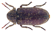 Xestobium rufovillosum