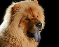 松狮犬有独特的深蓝色舌头