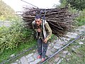 A farmer with sticks to be used for support of vegetable crops