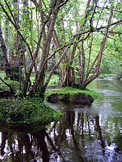 A forest with trees, grass, and water