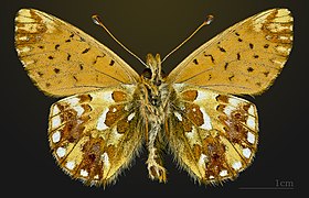 Underside Boloria pales pyrenesmiscens