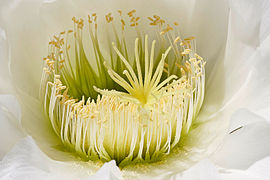 Cactus flower closeup03