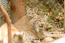 A Canada lynx kitten and its mother resting on the ground