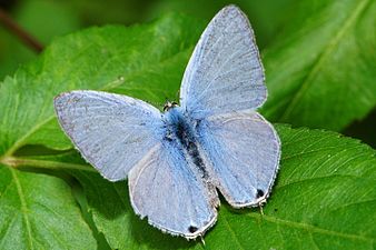 Dorsal view