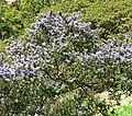 Ceanothus impressus