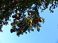 Chinotto (Citrus aurantium chinotto)