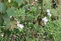 Cotton stalks at Kent House