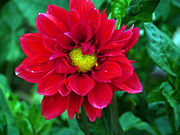 File:Dahlia, Dalia, Acocoxochitl (4).JPG