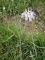 Dianthus superbus