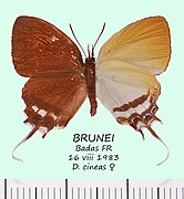 新杜灰蝶 Drupadia cineas♀