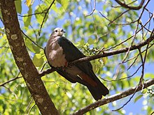 whitish pigeon with greenish wings and fleshy black beak sitting on branch
