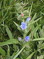 Echium vulgare